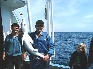 Shark