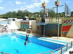 Sealion show